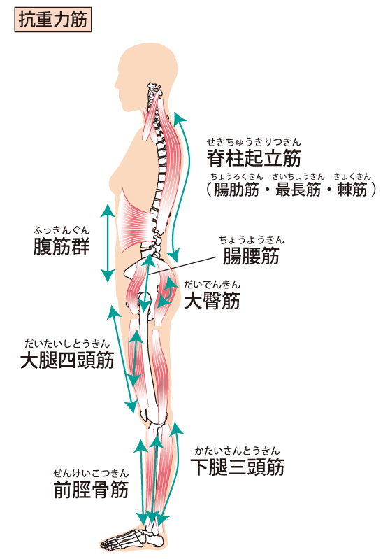 抗重力筋：地球の重力に負けず姿勢を維持する筋肉です！